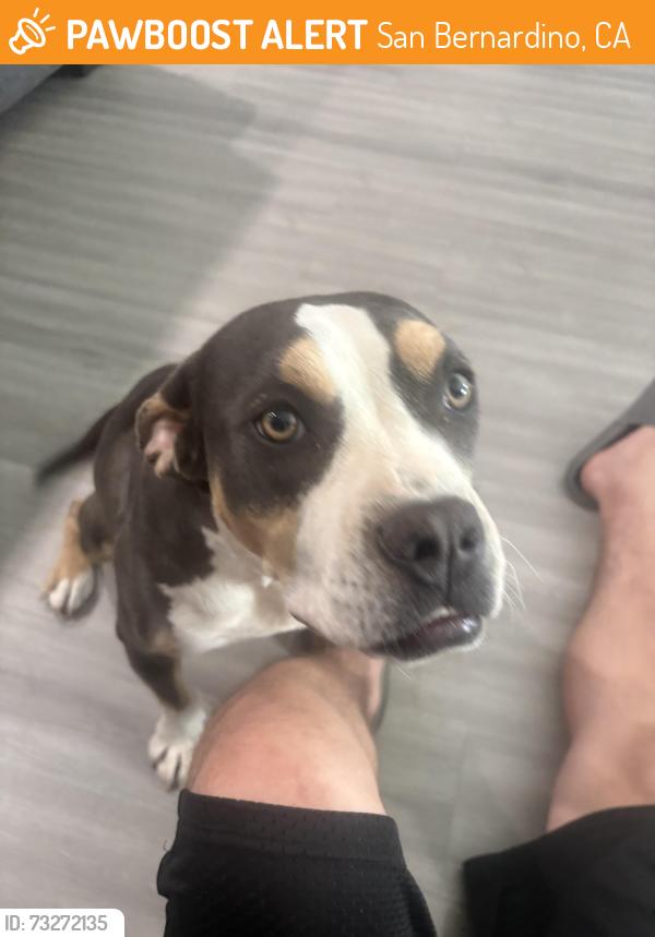 Found/Stray Female Dog last seen Home Depot, San Bernardino, CA 92405