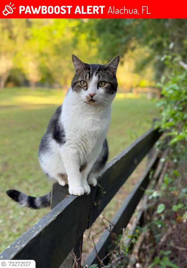 Lost Male Cat last seen 18300nw, Near Fire Station, Alachua, FL 32615