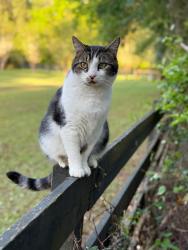 Lost Male Cat last seen 18300nw, Near Fire Station, Alachua, FL 32615