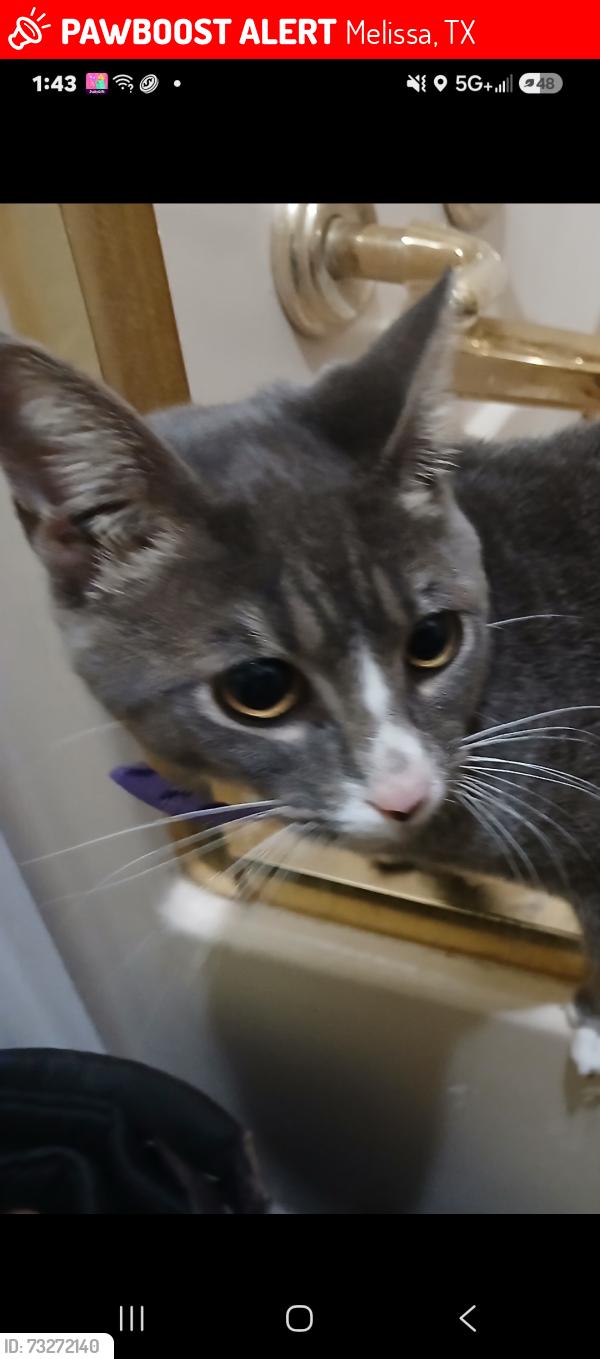 Lost Male Cat last seen Harris street, Melissa, TX 75454