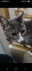 Lost Male Cat last seen Harris street, Melissa, TX 75454