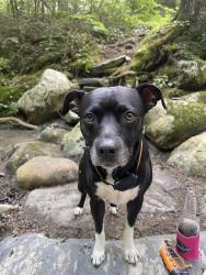 Lost Male Dog last seen Oxcart Road and Ft. Bridgeman, Vernon, VT 05354