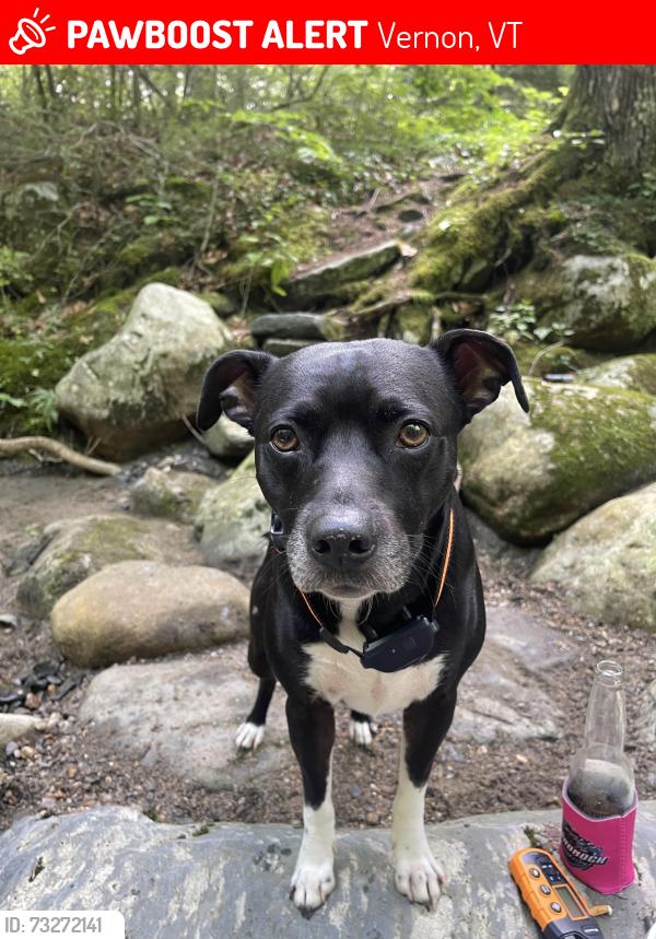 Lost Male Dog last seen Oxcart Road and Ft. Bridgeman, Vernon, VT 05354