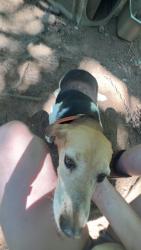 Lost Male Dog last seen Sixmile Sc, Pickens County, SC 29682