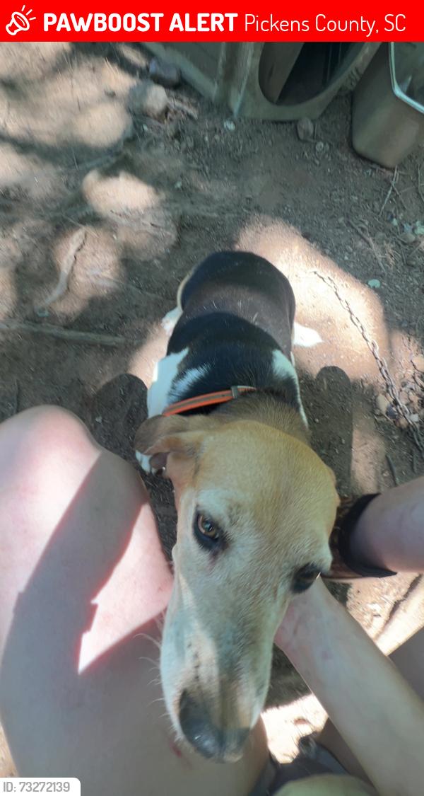 Lost Male Dog last seen Sixmile Sc, Pickens County, SC 29682