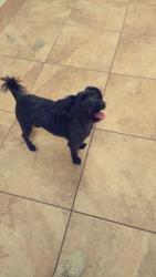 Lost Male Dog last seen Cogan, Palm Bay, FL 32909