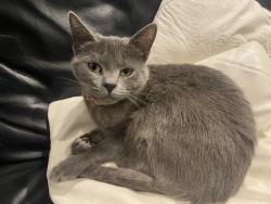 Reunited Female Cat last seen Hedge Lane, Ash Grove, Greater London, England N13 5BY
