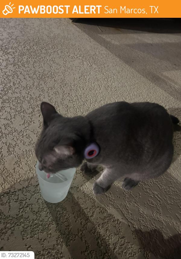 Found/Stray Unknown Cat last seen Near Ramsay St, San Marcos, TX 78666