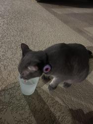 Found/Stray Unknown Cat last seen Near Ramsay St, San Marcos, TX 78666