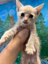 Shelter Stray Male Cat last seen Bexar County, 3353 Morningside Dr, New Braunfels, TX 78132, USA