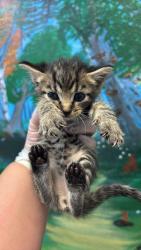 Shelter Stray Male Cat last seen Bexar County, 3353 Morningside Dr, New Braunfels, TX 78132, USA