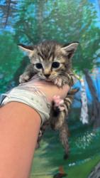 Shelter Stray Female Cat last seen Bexar County, 3353 Morningside Dr, New Braunfels, TX 78132, USA