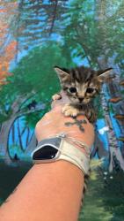 Shelter Stray Female Cat last seen Bexar County, 3353 Morningside Dr, New Braunfels, TX 78132, USA
