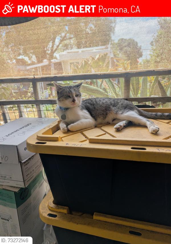 Lost Male Cat last seen Near E. Foothill blvd Pomona CA 91767, Pomona, CA 91767