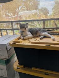 Lost Male Cat last seen Near E. Foothill blvd Pomona CA 91767, Pomona, CA 91767