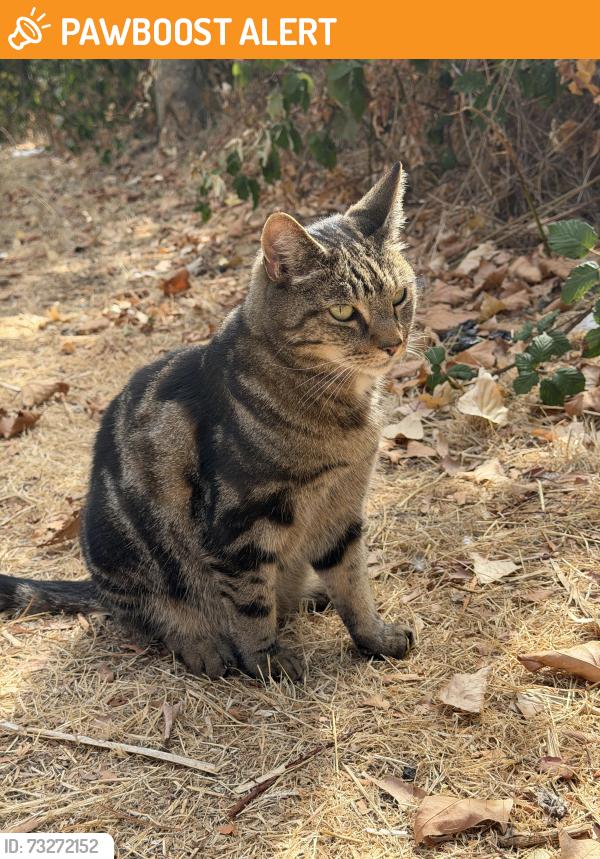 Found/Stray Unknown Cat last seen In the part of Meath Gardens near Ciao Bella Italian restaurant amongst the trees, shrubs, Bethnal Green, England E2 0AT