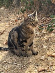Found/Stray Unknown Cat last seen In the part of Meath Gardens near Ciao Bella Italian restaurant amongst the trees, shrubs, Bethnal Green, England E2 0AT