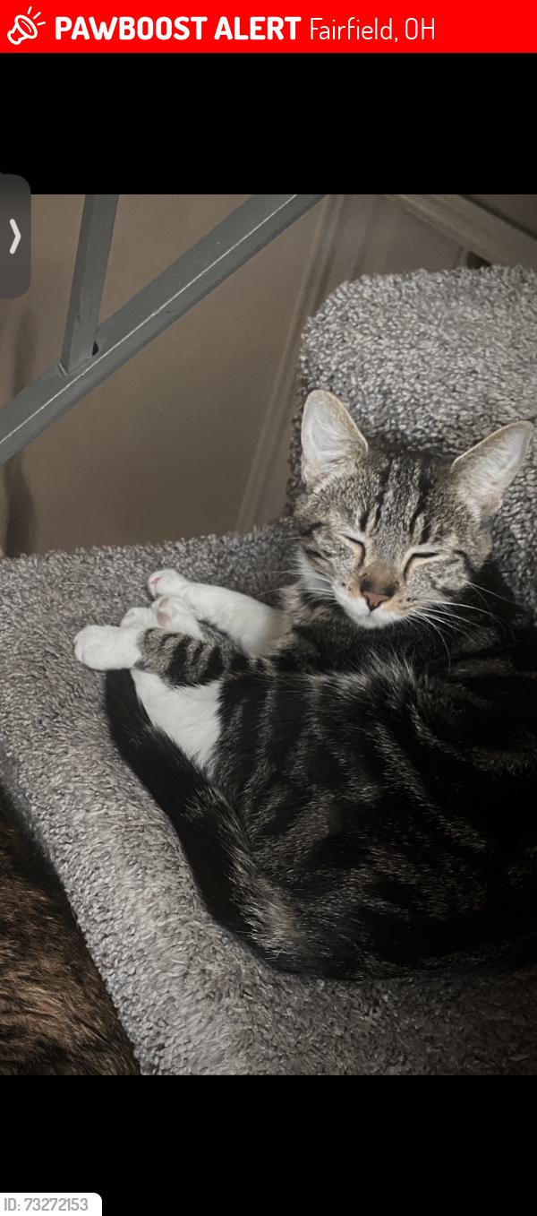 Lost Female Cat last seen Near the s in villages of wildwood, Fairfield, OH 45014