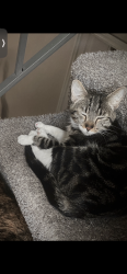 Lost Female Cat last seen Near the s in villages of wildwood, Fairfield, OH 45014