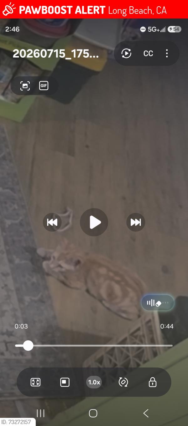 Lost Male Cat last seen Space 150, Long Beach, CA 90810