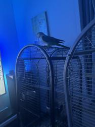 Lost Male Bird last seen Islington Caledonian Park, Greater London, England N7