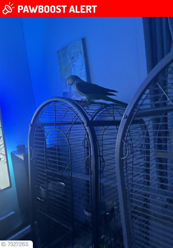 Lost Male Bird last seen Islington Caledonian Park, Greater London, England N7