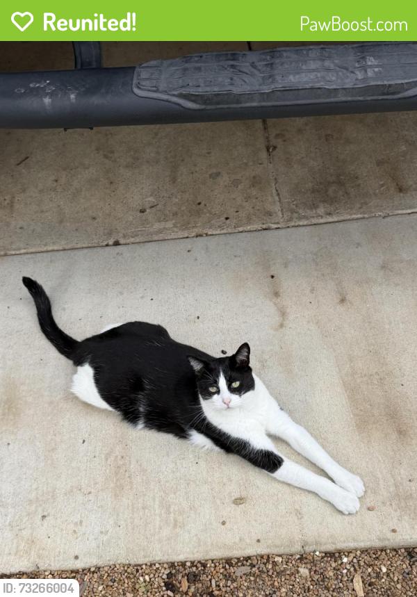 Reunited Male Cat last seen Irving St NW & Park Place NW, Washington, DC 20010