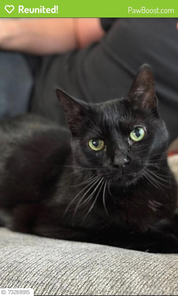 Reunited Male Cat last seen Behind Aldi, Lowell, IN 46356