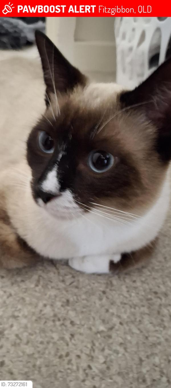 Lost Male Cat last seen Carseldine station, Fitzgibbon, QLD 4018