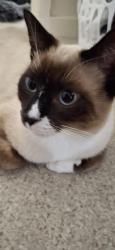 Lost Male Cat last seen Carseldine station, Fitzgibbon, QLD 4018