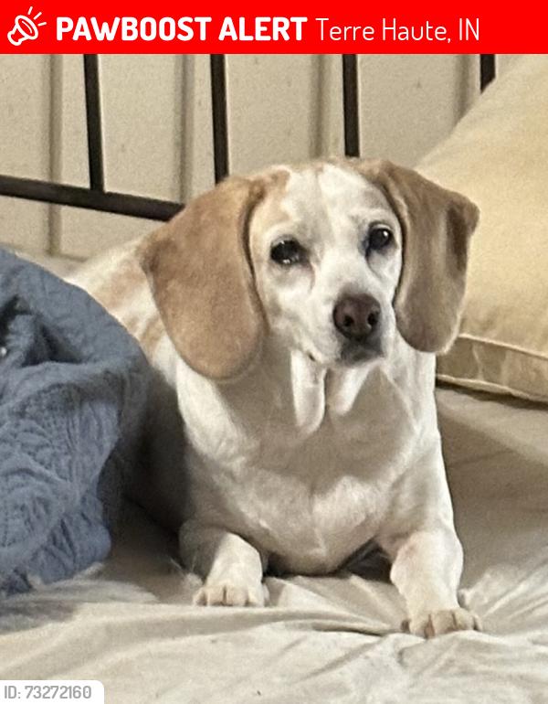 Lost Female Dog last seen Harlen Drive and Singhurst Street, Terre Haute, IN 47802