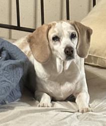 Lost Female Dog last seen Harlen Drive and Singhurst Street, Terre Haute, IN 47802