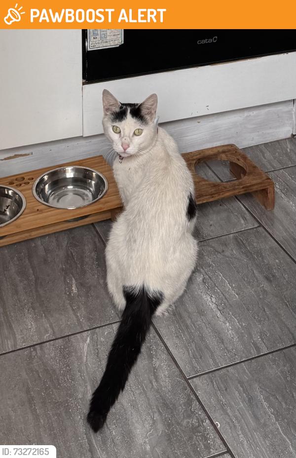 Found/Stray Male Cat last seen Broklehurst Street, Manchester, Greater Manchester, England 