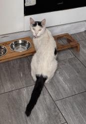 Found/Stray Male Cat last seen Broklehurst Street, Manchester, Greater Manchester, England 