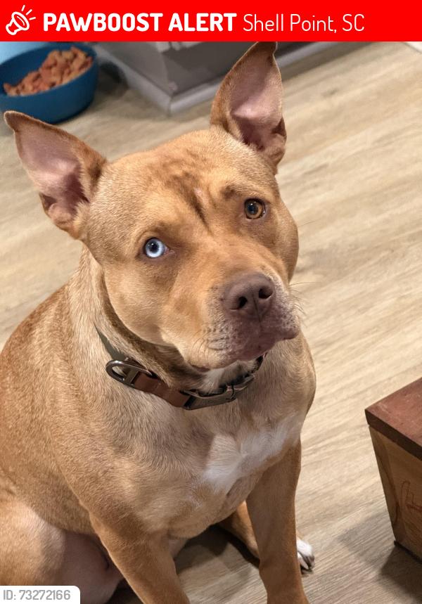Lost Female Dog last seen Kathrine ct, Shell Point, SC 29906