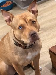 Lost Female Dog last seen Kathrine ct, Shell Point, SC 29906