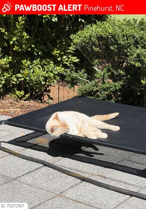 Lost Female Cat last seen Near juniper creek blvd, Pinehurst, NC 28374