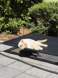 Lost Female Cat last seen Near juniper creek blvd, Pinehurst, NC 28374