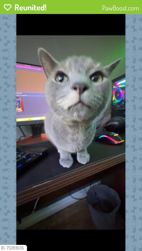 Reunited Female Cat last seen Limeridge & Garth, near Newlands Park., Hamilton, ON L9C 2V5