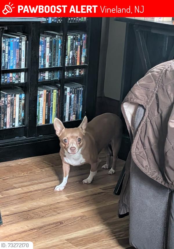 Lost Female Dog last seen Linda Lane, Vineland, NJ 08631