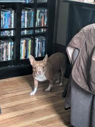 Lost Female Dog last seen Linda Lane, Vineland, NJ 08631