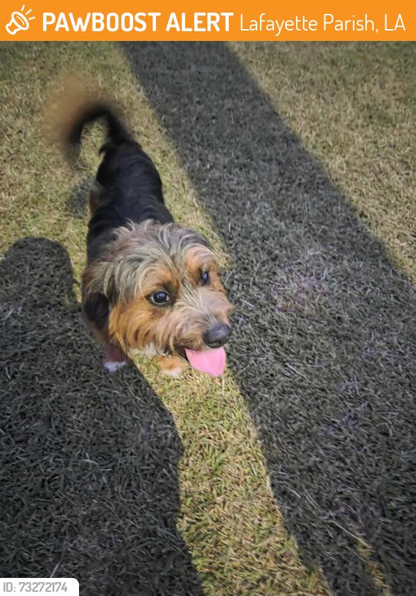Found/Stray Male Dog last seen Leblanc, Lafayette Parish, LA 70529