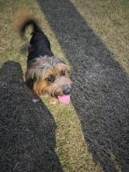 Found/Stray Male Dog last seen Leblanc, Lafayette Parish, LA 70529