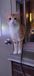 Reunited Male Cat last seen Victoria Park and Eglinton, Toronto, ON 