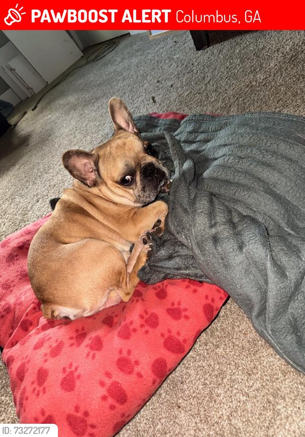 Lost Male Dog last seen Forrest Ln and woodmont Dr, Columbus, GA 31907