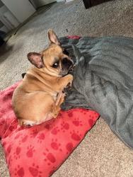 Lost Male Dog last seen Forrest Ln and woodmont Dr, Columbus, GA 31907