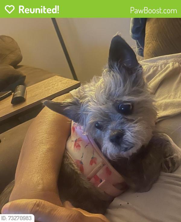 Reunited Female Dog last seen St Andrews Dr/Cotswold Lane Murfreesboro,TN, Murfreesboro, TN 37128