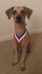 Lost Male Dog last seen Near, Queens, NY 11429