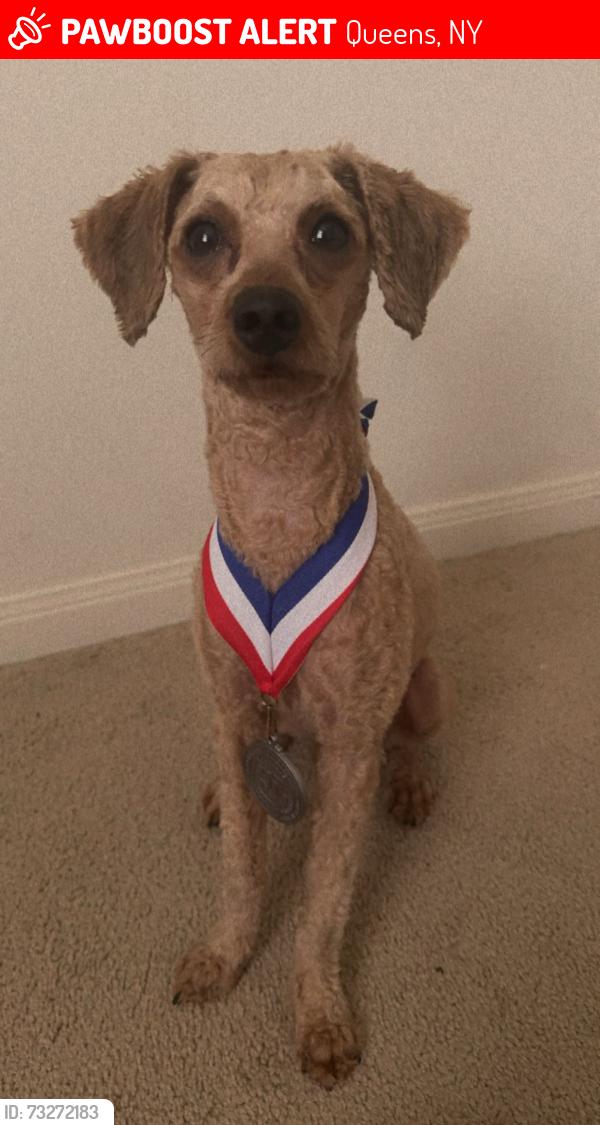 Lost Male Dog last seen 223st, Queens, NY 11429