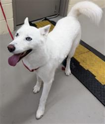 Shelter Stray Female Dog last seen Near BLOCK GLOCCA MORRA DRIVE, APOPKA, FL, 232 Eslinger Way, Sanford, FL 32773, USA
